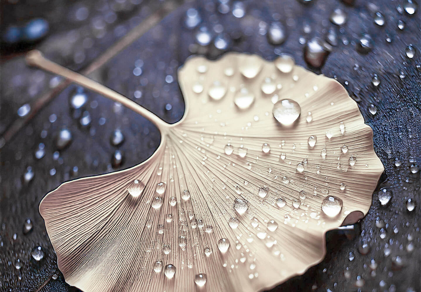 Ginko Blatt liegt auf dem Boden. Auf dem Blatt liegen und fließen Tautropfen.